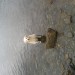 male golden retriever. mahon area cork possibly tescos