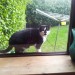 Black and White male cat with black collar and bell, Rochestown, Cork area – Thornbury View
