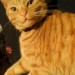 Jack Ginger Cat missing Ringaskiddy COrk