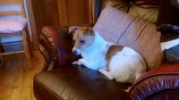 small male jack russell terrier found charleville