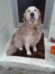 Golden Retriever found in Clonakilty