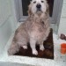 Golden Retriever found in Clonakilty