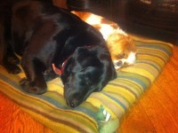 2 female dogs missing !! Black Lab and Brown & White King Charles in Kilmurry / Lissarda area