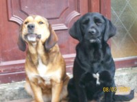 2 Female Labradors lost in Truagh, Sixmilebridge, Co Clare