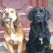 2 Female Labradors lost in Truagh, Sixmilebridge, Co Clare