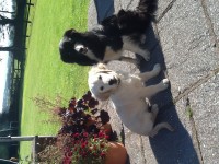 Missing pet collie and golden retriever