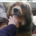Female dog found in Blackrock Cork