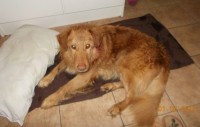 Found Labrador cross type dog