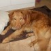 Found Labrador cross type dog