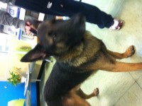 Found young german Shepard in the Brandon road area