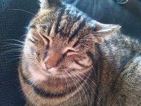 My Fermal Cat Biscuit is missing. She is two and a have years old. She is sprayed. She is a tabby cat.