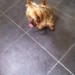 Found male dog in Sundsys Well Cork (I think Yorkshire Terrier)