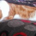 Missing ginger, white cat from Saddlestone area, Douglas, IOM