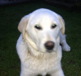White lab male pup  7-8 months old