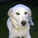 White lab male pup  7-8 months old