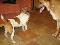 Female Jack Russell Terrier found Ballyhoura Mountains walking area