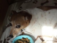 Found Female Jack Russell at the Lough, Cork