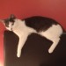 Missing grey and white male cat in Waterford City