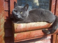 Grey Cat Lost in Carrigaline