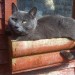 Grey Cat Lost in Carrigaline