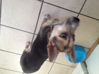 Found brown and black with blue eyes, small young dog near donnybrook garage co cork
