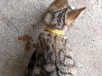 Male tabby kitten found in lahinch/Ennistymon area Co. Clare