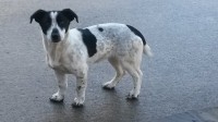 Black and White Female Terrier Cross