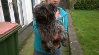 Male terrier found in Glanmire