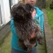 Male terrier found in Glanmire