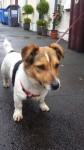 Male Jack Russell (Cross?) Albert Rd. Cork