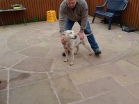 Male, Weaton Terrier, lost in blarney area