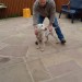 Male, Weaton Terrier, lost in blarney area