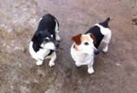 Two neutered male Jack Russell terriers lost in Enniskeane area