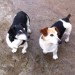 Two neutered male Jack Russell terriers lost in Enniskeane area