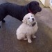 female black lab and her golden x puppy