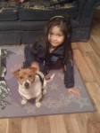 Female jack russell lost in Ballyvolane