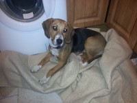 Female Hound found Ballinhassig area