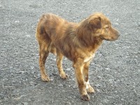 Male mixed breed in Newcastlewest