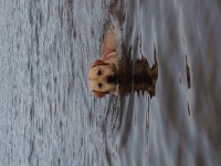 Golden Labrador (male) lost in Hollywood , wicklow Saturday April 12th