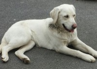 Female White Young Dog Found near Patrickswell,  Co . Limerick.