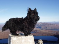 black scottie male