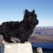 black scottie male