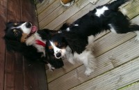 Two dogs. one king charles. one lack and white mongrel cross