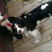 Two dogs. one king charles. one lack and white mongrel cross