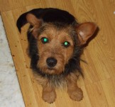 Female Terrier Cross lost in Blarney Street