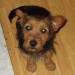 Female Terrier Cross lost in Blarney Street