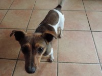 FEMALE JACK RUSSEL FOUND IN BANTRY AREA