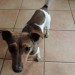 FEMALE JACK RUSSEL FOUND IN BANTRY AREA