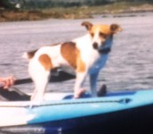 Male Jack Russell lost in Carrigaline.