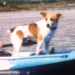 Male Jack Russell lost in Carrigaline.